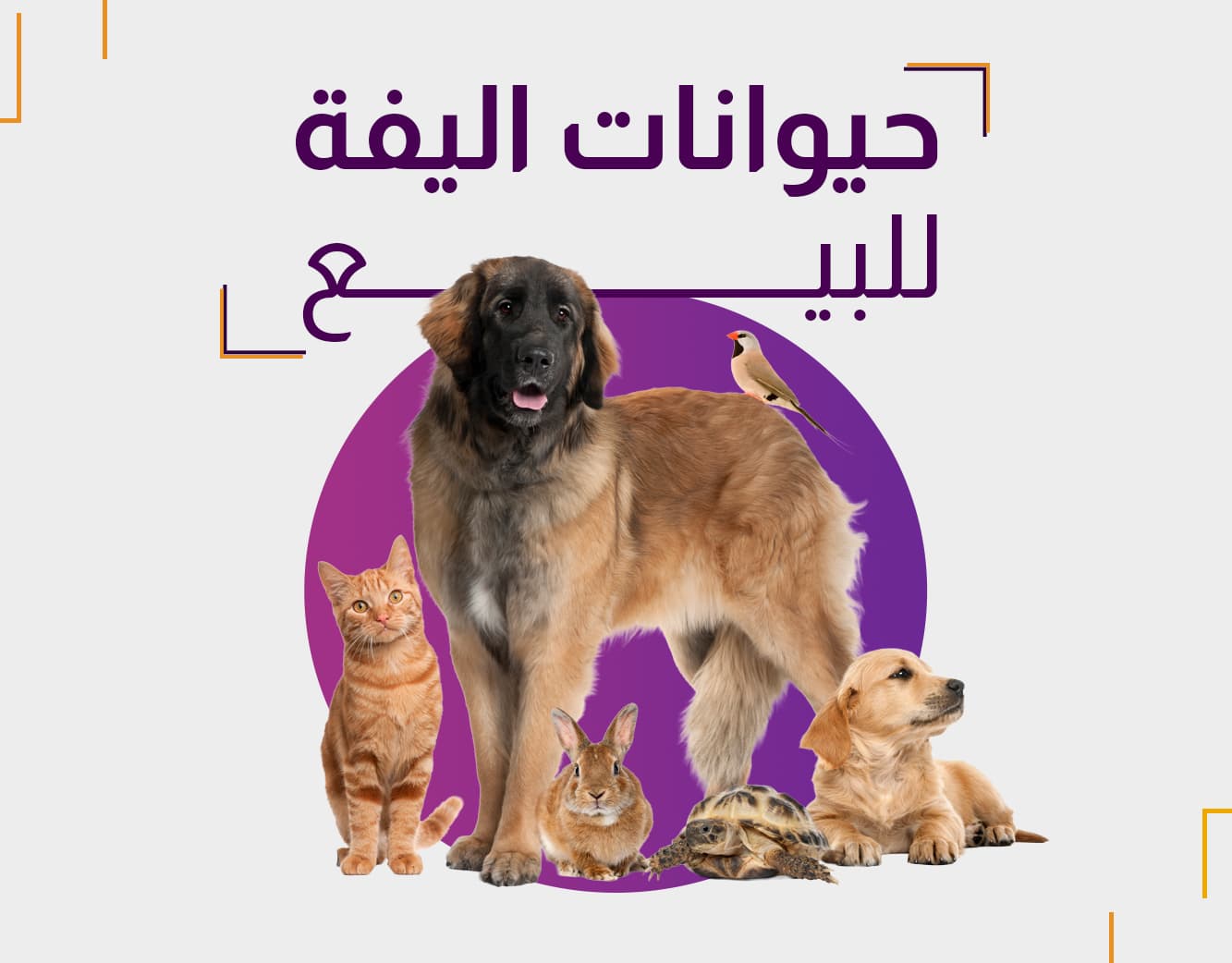 حيوانات اليفة للبيع