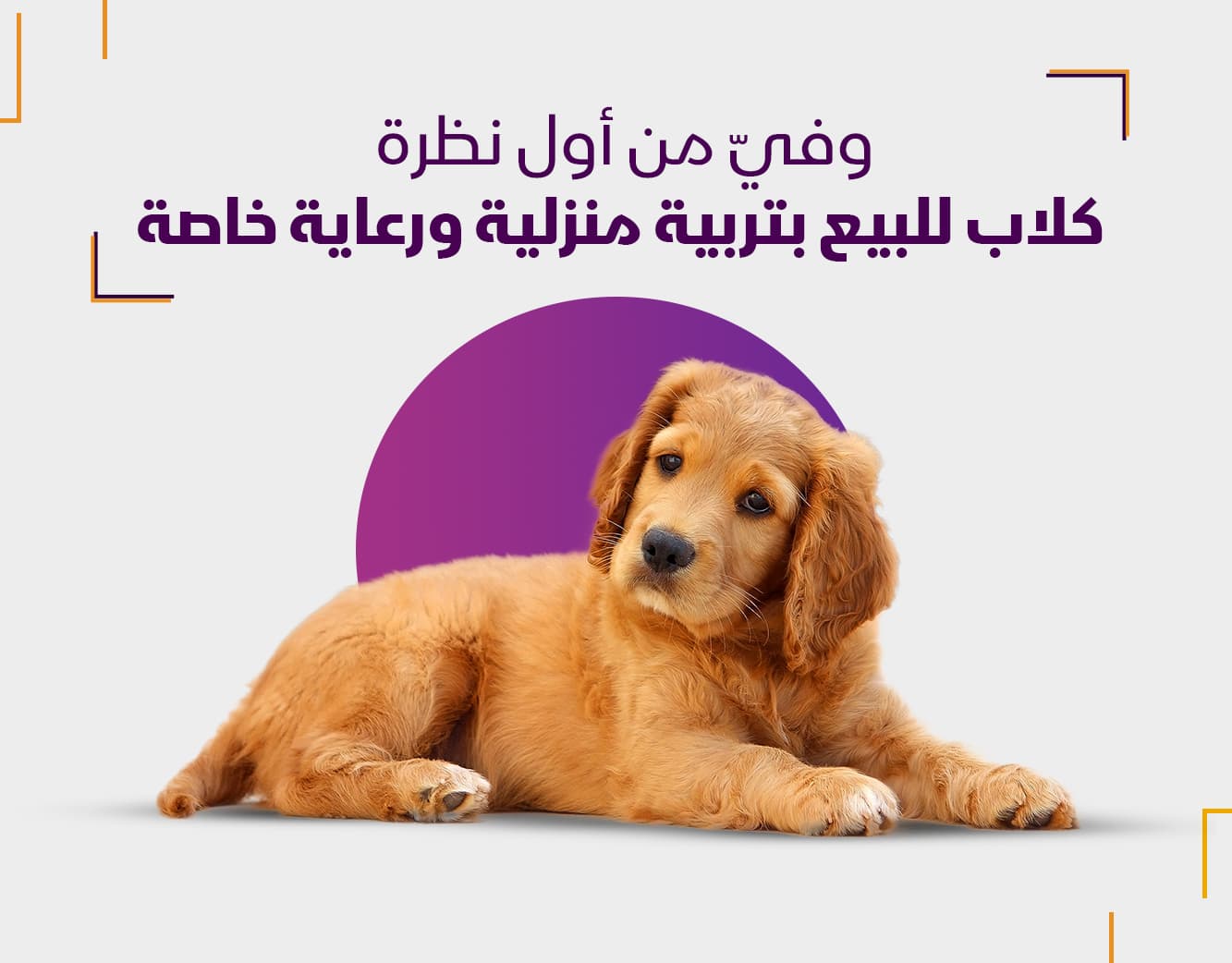 كلاب للبيع من منصة مزاادي افضل منصة لبيع وشراء الحيوانات الاليفة