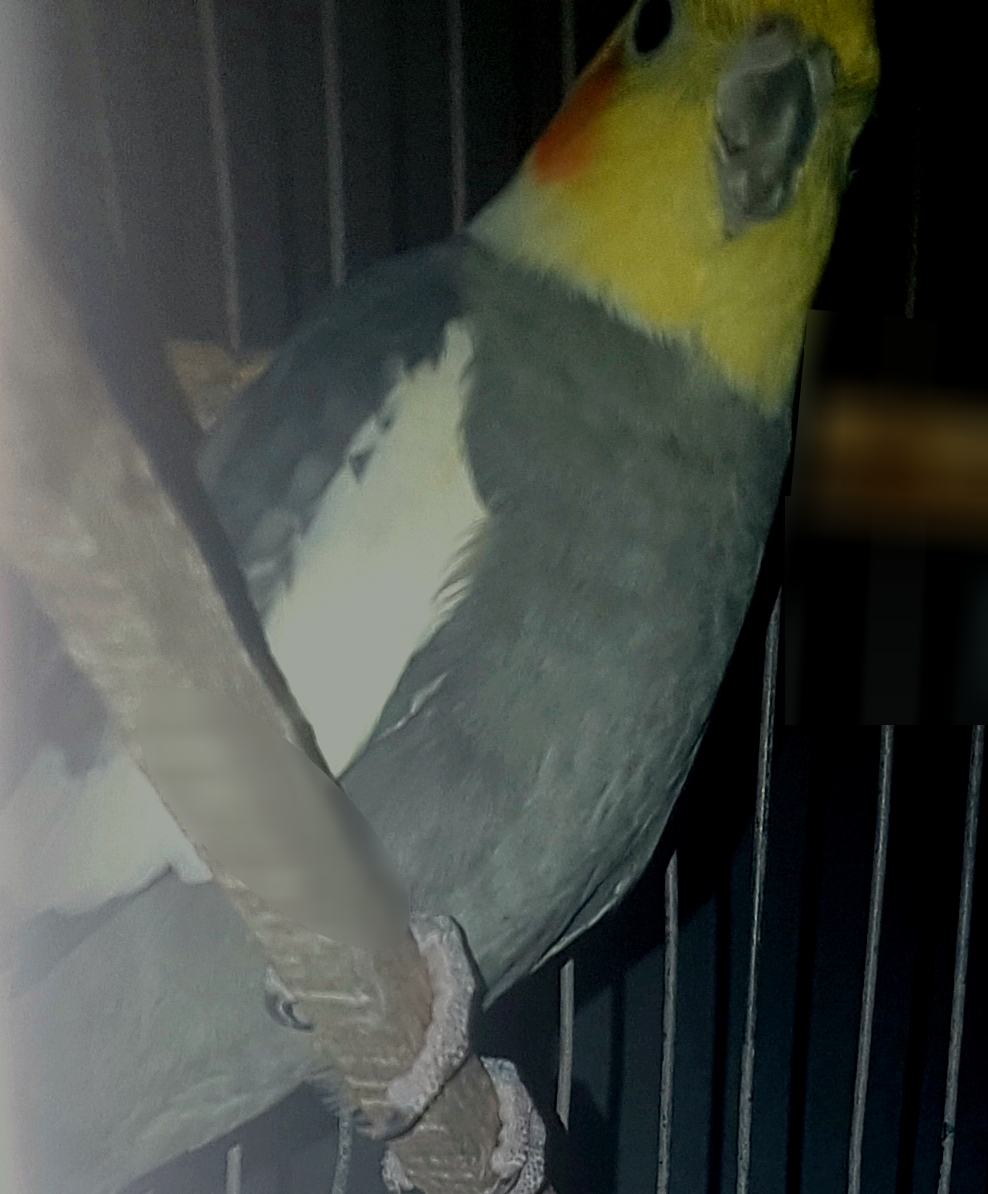 طيور كالوبسيت