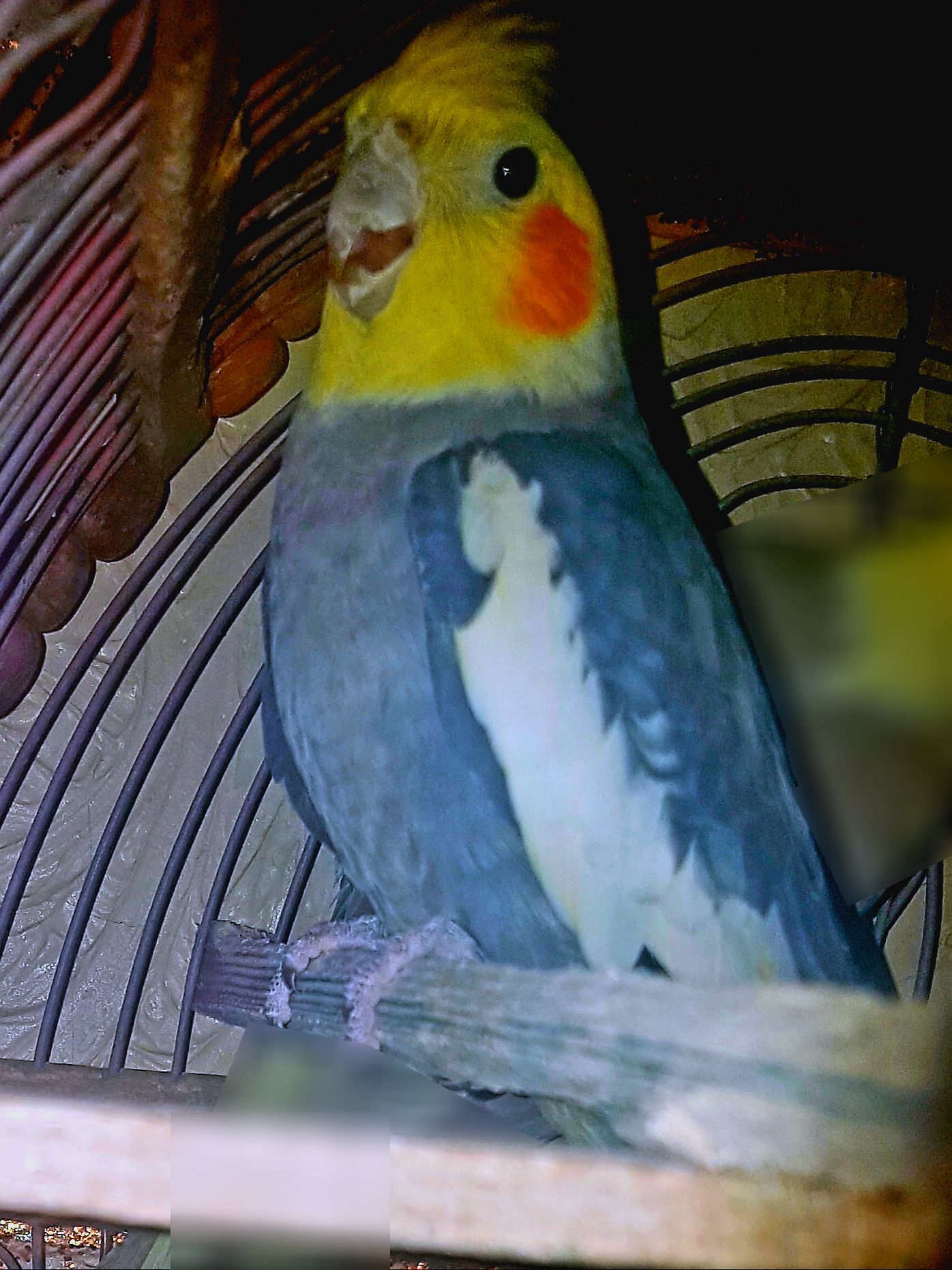 طيور كالوبسيت