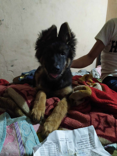 جرو جيرمن 4 شهور تقليب عالى