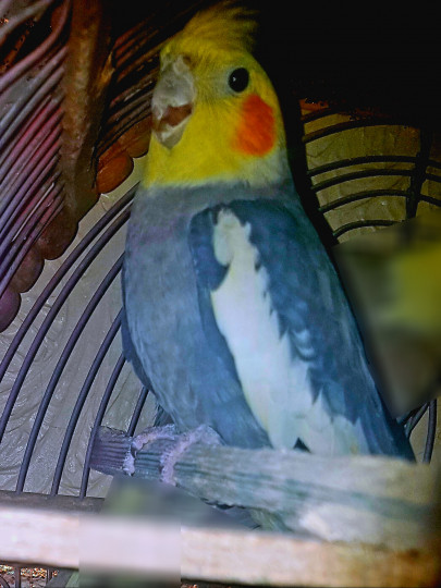 طيور كالوبسيت