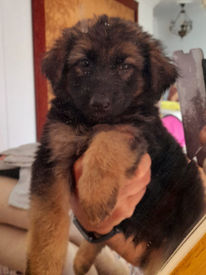 German shepherd puppies