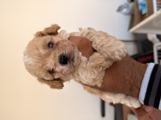 حيونات أليفه