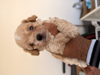 حيونات أليفه